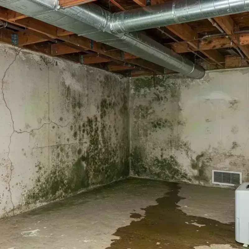 Professional Mold Removal in Boone County, MO